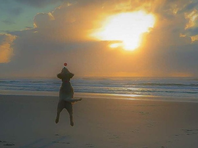 Peter Forrester was this week's cover image winner with this shot of a dog having fun on Pippi Beach. Congratulations Peter!