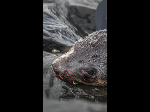 Young fur seal rescued from harmful fishing gear