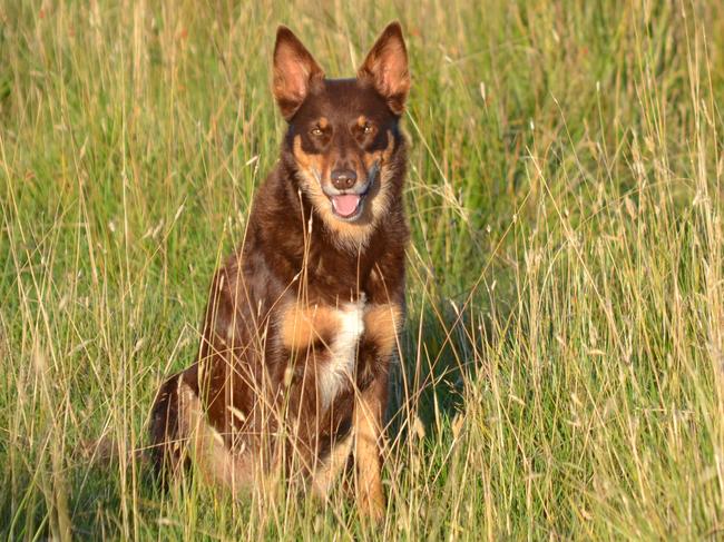 Bonnie – 2025 Dog Calendar entrant.