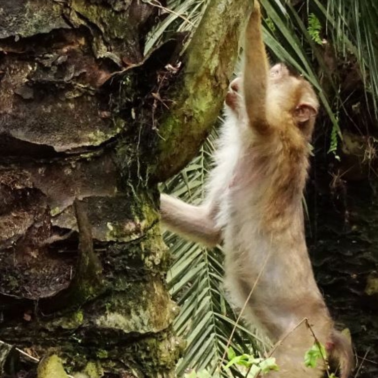 Greedy killer monkeys found eating large rats in Malaysia, leaving  scientists 'stunned