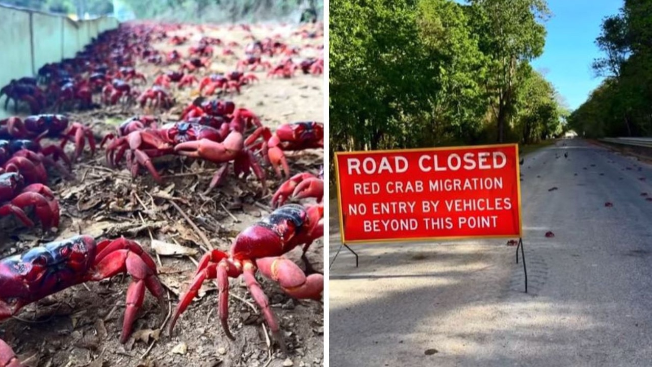 Milyonlarca kırmızı yengeç, yıllık göçleri sırasında Christmas Adası'nda yaşıyor