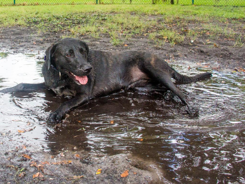 The disease, which is commonly caught from puddles containing rodent urine, can induce fever, vomiting, diarrhoea and shivering.