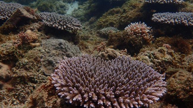 GCB Peter Harrison from Southern Cross University has had a research breakthrough could lead to repair of damaged coral reefs. Pic: supplied.