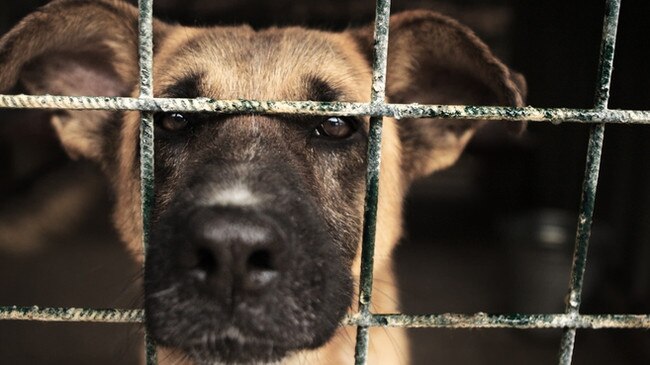 The Queensland government wants to put harsher penalties in place for owners of dogs who kill or injure others. Picture: iStock