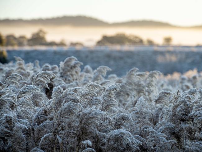 NEWS: Frost. Frosty morning in LancefieldPICTURED: Frost. Frosty morning in LancefieldPicture: Zoe Phillips