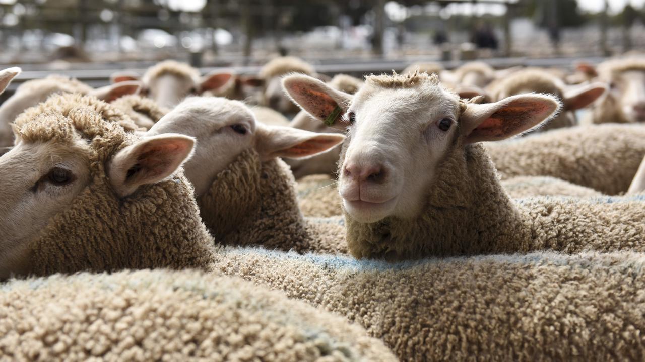 Prime sheep: Mutton prices on the rise as demand outpaces supply | The ...