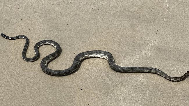 Suns out tongues out. The snake was soaking up the rays – Gold Coast style. Picture: Facebook