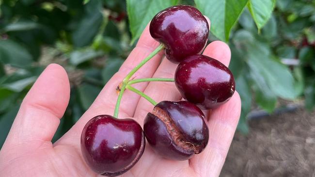 Cherries are splitting ahead of Christmas. Picture: Facebook