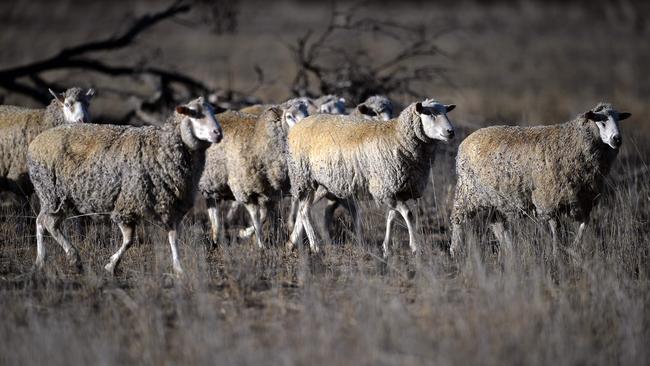 Sheep grazing on a dry paddock in the drought-hit area of Duri in New South Wales. AFP PHOTO / SAEED KHAN