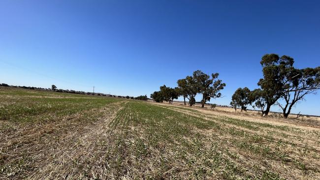 A stubble paddock sown with buckwheat in Southern NSW. Picture: Nikki Reynolds