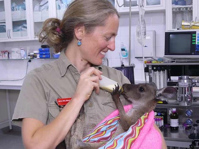 Dr Jenny from SAVEM holds a kangaroo joey following the Sampson Flat bushfire