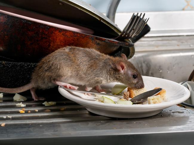 Rat in kitchen. Food safety generic. Picture: iStock