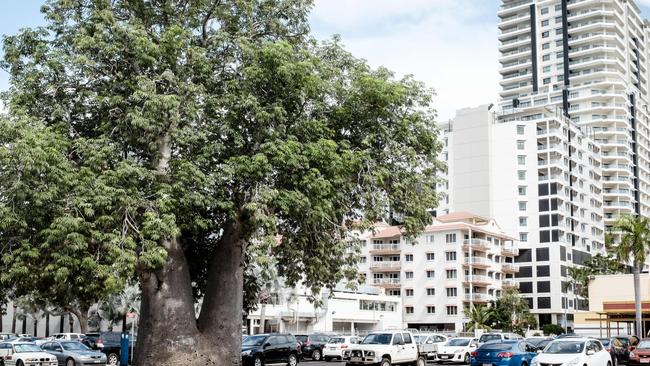 Darwin's historic boab tree, near the centre of the city.