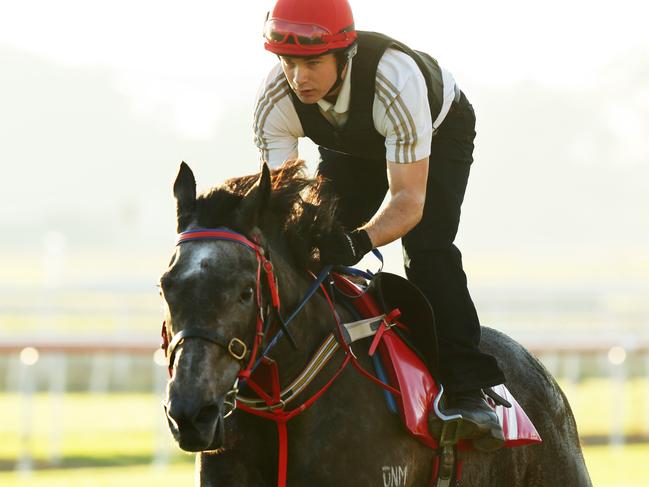 Eagle Farm trackwork. Arabian Gold. Pic Mark Calleja