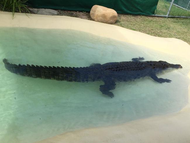 A 4.5m estuarine crocodile in a holding pen in Cairns after it was removed from the Proserpine River. Photo: Department of Environment and Science.