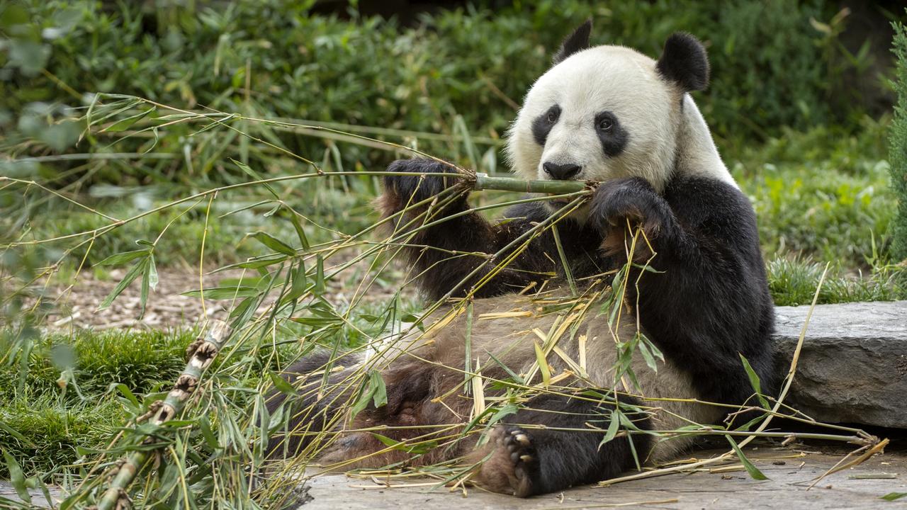 Adelaide Zoo’s giant panda Wang Wang.