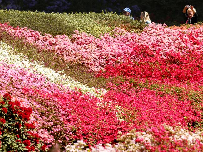 Nearby you’ll find the National Rhododendron Garden in Olinda and it’s amazing spring colours. Picture: Stuart Milligan