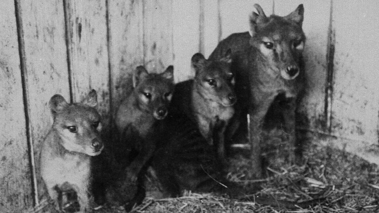 Lack Of Genetic Diversity May Have Doomed Tasmanian Tiger, Scientists Say