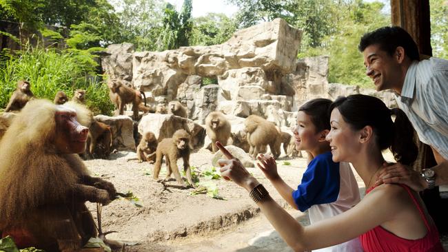 Making friends with a Hamadryas Baboon at Singapore Zoo. Picture: Wildlife Reserves Singapore