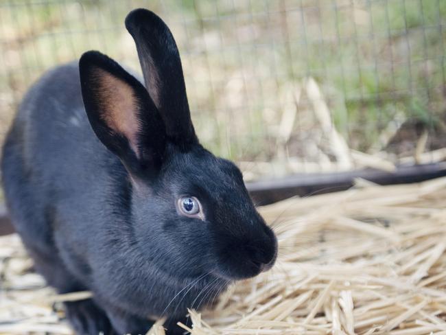 Adoption animal Rabbit from the RSPCA NSW . Credit: RSPCA NSW