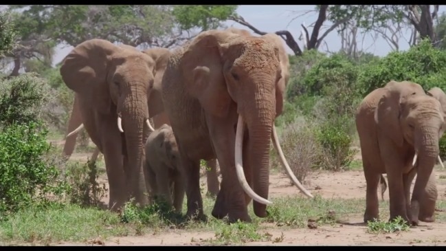 The Elephant Queen trailer