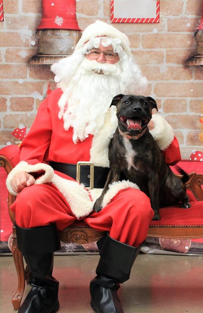 Allira: Kryste Buckles' 2 year old Staffy