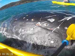 A juvenile humpback covered in scars approached a kayak tour group at Double Island Point during the week 'asking for help' to remove rope from its body. Picture: Contributed