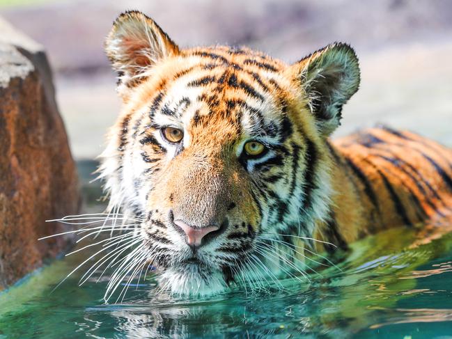 HOLD COURIER MAIL EMBARGO MONDAY 30TH MARCH Dreamworlds Tiger Island manager Patrick Martin-Vegue and other handlers with the tigers who are now some of the only ones left at the park since it has shut. Picture: NIGEL HALLETT