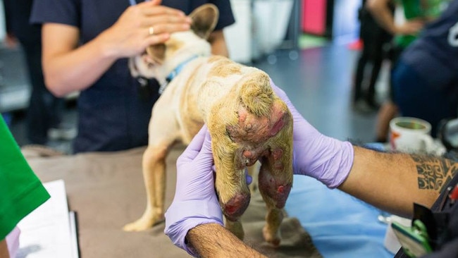 A french bulldog from Storybook Farm-Sacred Animal Garden.