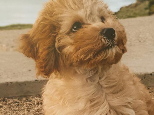 Luna, a toy cavoodle, was adopted her at 10 weeks old as the previous owner couldn’t keep her. At 13 weeks, she is now the queen of Elwood.