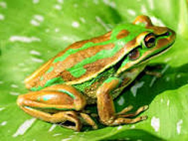 The green and golden bell frog at Riverstone wetlands.