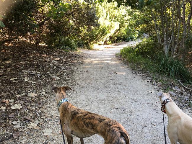 Walking at the Federation Walk Coastal Reserve on the Gold Coast. Picture: Amanda Robbemond