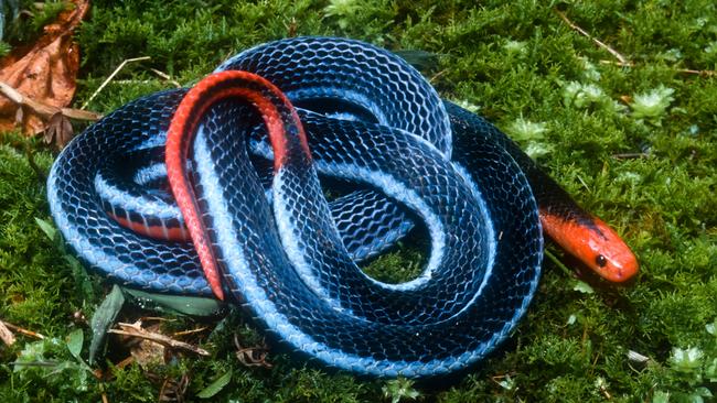 Blue Long Glanded Coral Snake Eats King Cobras For Breakfast Stings Like A Scorpion News Com Au Australia S Leading News Site