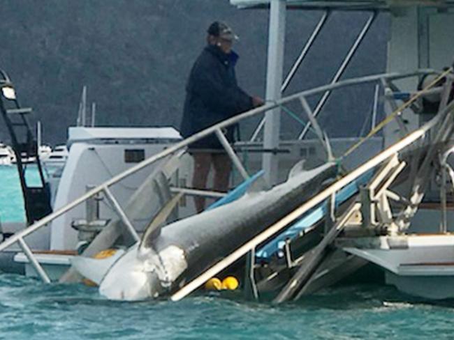 A 3.7m tiger shark pulled from Cid Harbour on Sunday.