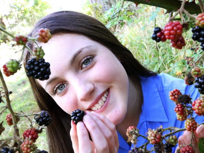 Georgia Purton 15 of Burnie samples blackberries for the first time at Upper Burnie Contact Georgia 0448427443