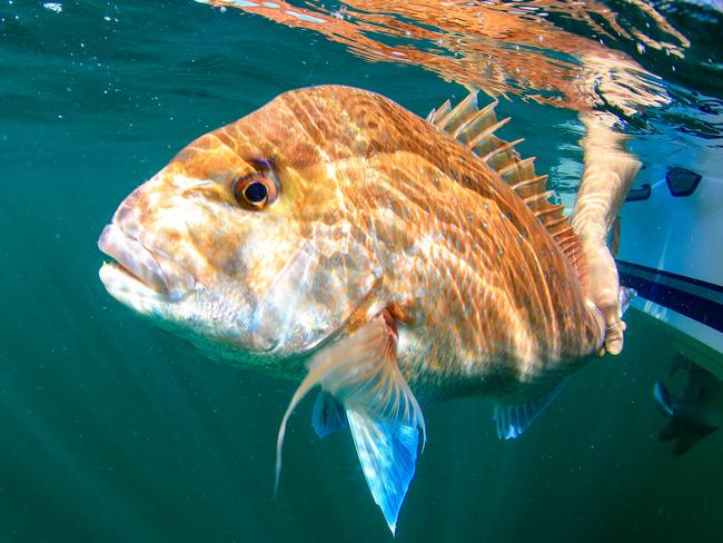 Marine parks have not helped snapper with numbers contuneing to fall in NSW. Picture: Al McGlashan