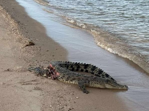 Photo taken by Darwin resident Hamish Roberts shows the croc with a large wound before being taken by a shark.