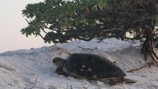 A green turtle arrives on Wilson Island, part of the southern Great Barrier Reef, to lay her eggs. Picture: Janelle Miles