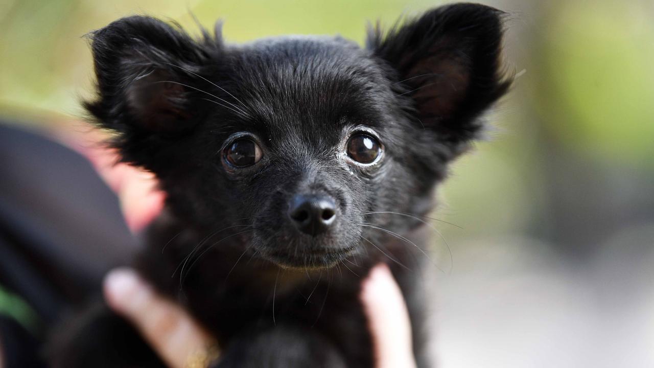 Mountain Creek winner for cutest dog Melissa Payne with her 3 month old Minnie, a long hair Chihuahua. Picture: Patrick Woods.