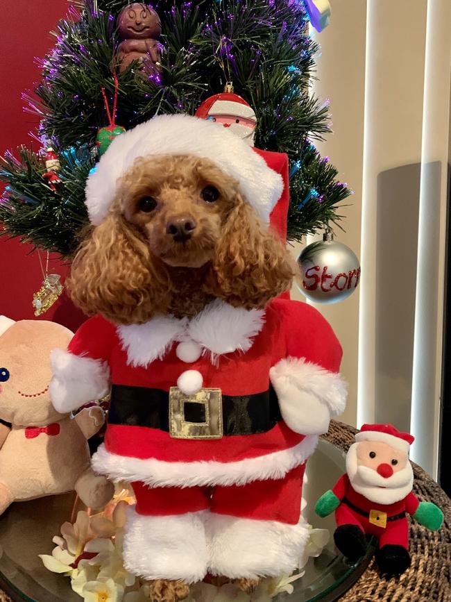 My red toy poodle Angel dressed as Santa. Picture: Mandy Graham
