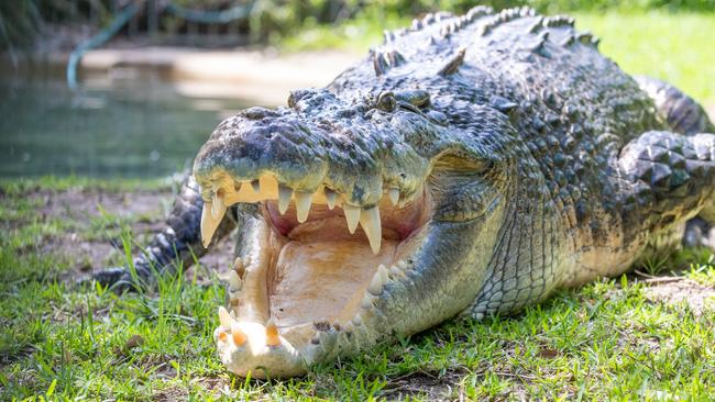 Australian Reptile Park operations manager and croc expert Billy Collett restrain Elvis – Australia's crankiest croc – for a health check and dental exam. Picture: Australian Reptile Park