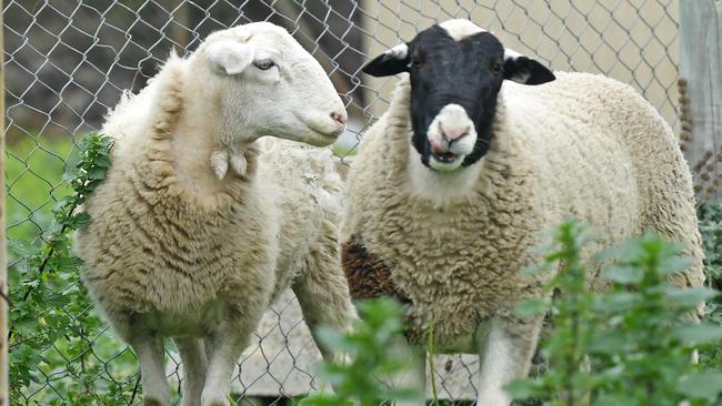 The two sheep at the RSCPA Lonsdale shelter, before they were claimed by their owner. Picture: Tom Huntley