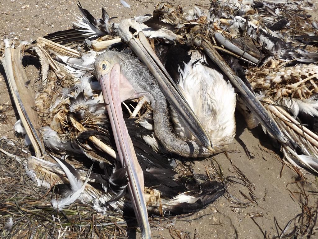 Woy Woy’s pelican researcher Wendy Gillespi talks polluted storm water ...