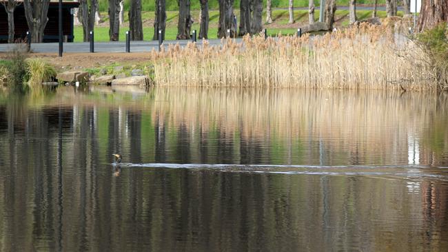 There is growing concern over water quality in the Derwent Estuary, particularly at New Norfolk.