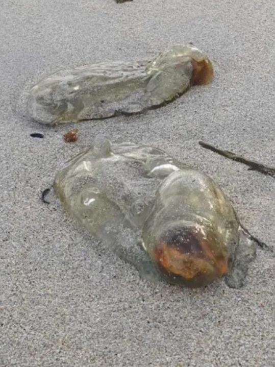 The woman stumbled upon dozens of the creepy-looking creatures on a beach in Tasmania. Picture: Facebook