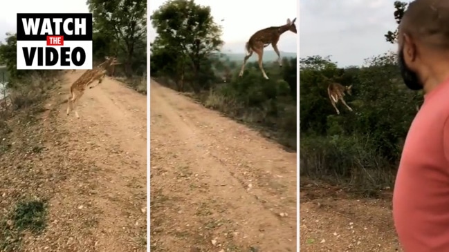 ‘Flying’ deer stuns social media in jaw-dropping video