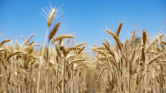 Bumper forecast: StoneX expects Australia’s wheat production to hit a massive 32.96 million tonnes this season. Picture: Zoe Phillips