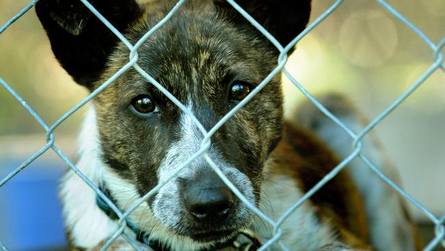 File picture: A Kelpie Cross Cattle Dog at the Animal Welfare League, Stapylton - Picture: Richard Walker