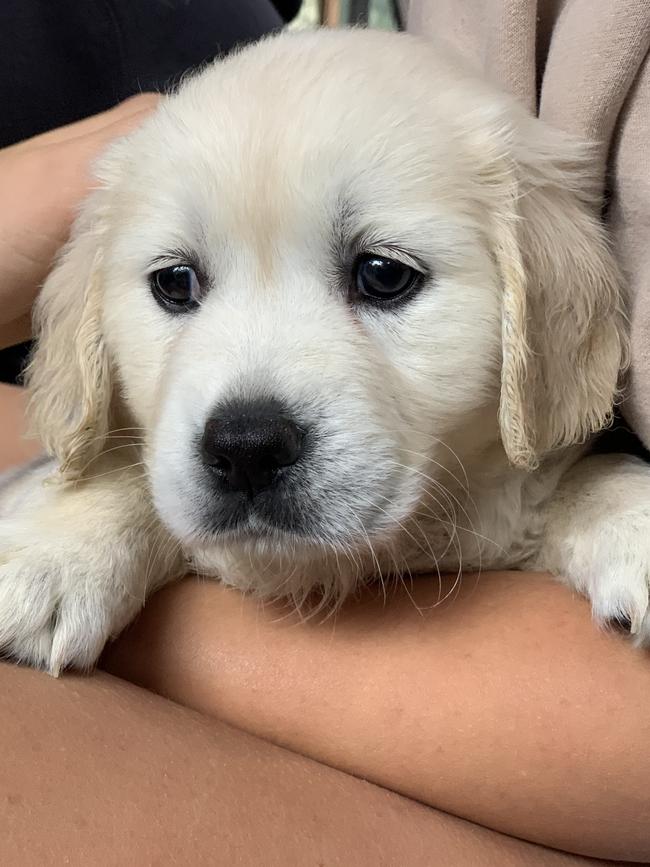 Molly at 7 weeks