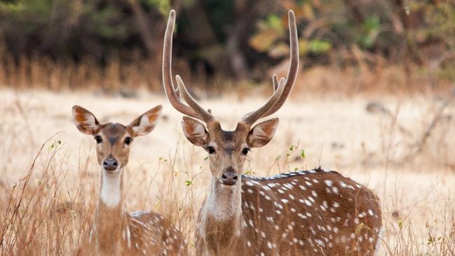 The Department of Transport and Main Roads (TMR) is urging drivers to be on alert and report all deer sightings following an increased presence of Chital deer in the Charters Towers, Hervey Range and Woodstock-Giru areas. Picture: Shaunak Modi